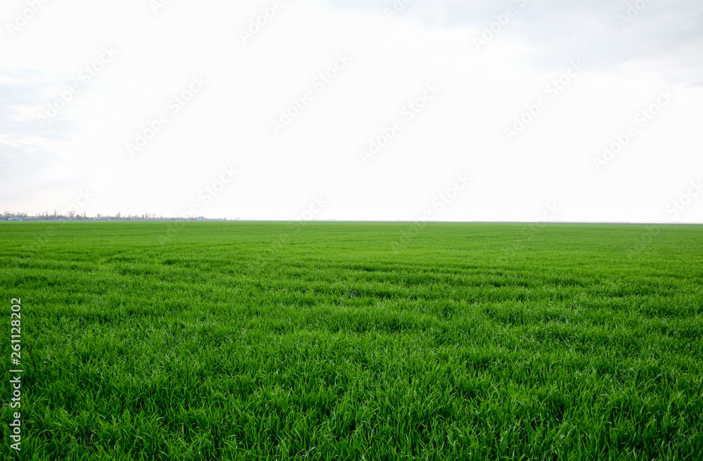 Field of young green barley