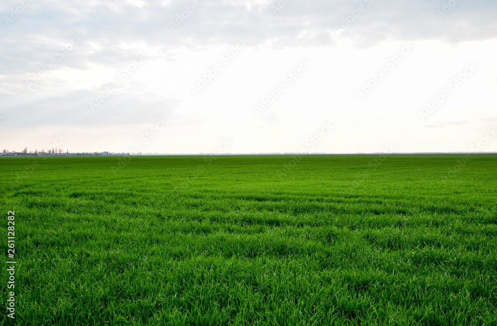Field of young green barley