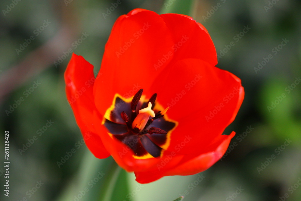 Fototapeta premium tulpe