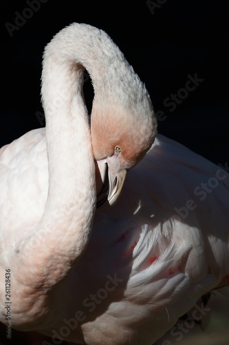 Fototapeta Naklejka Na Ścianę i Meble -  Rosaflamingo  / Greater Flamingo / Phoenicopterus roseus