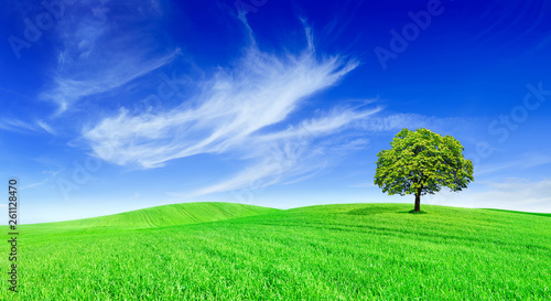 Idyll, panoramic landscape, lonely tree among green fields