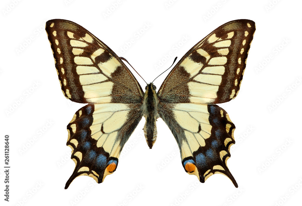 Colorful butterfly- isolated Colorful butterfly- isolated