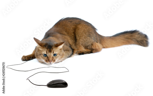 Somali cat with black computer mouse, isolated photo