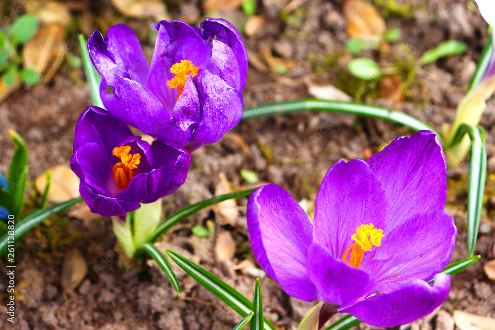 Fototapeta premium The first spring colors: blue-violet, yellow and white crocuses.