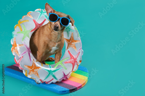 dog sitting on a swimming board, with an inflatable circle around his neck, on a turquoise background, concept of sport