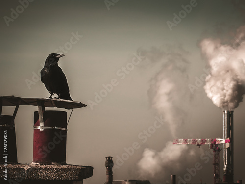 Crow in the front of the picture and behind him the smoke factories dirty smoke on the sky, ecology problems.