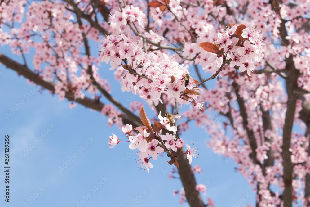 Obraz premium cherry blossom in spring