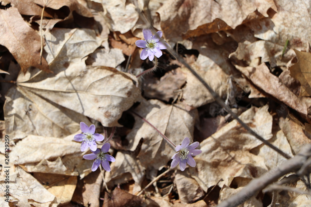 flowers in leaves flowers in leaves
