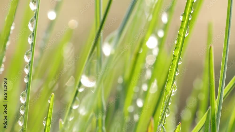 Dew drops on the green, fresh blades of grass. Dew drops on the green, fresh blades of grass.