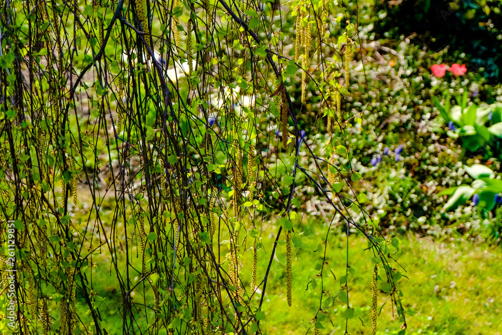 Fototapeta premium Hazelnut Blossoms - Corylus avellana