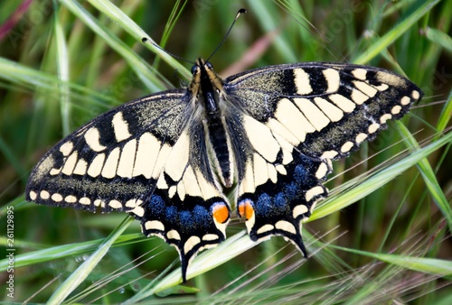 Details of a wild swallowtail butterfly and green grass
