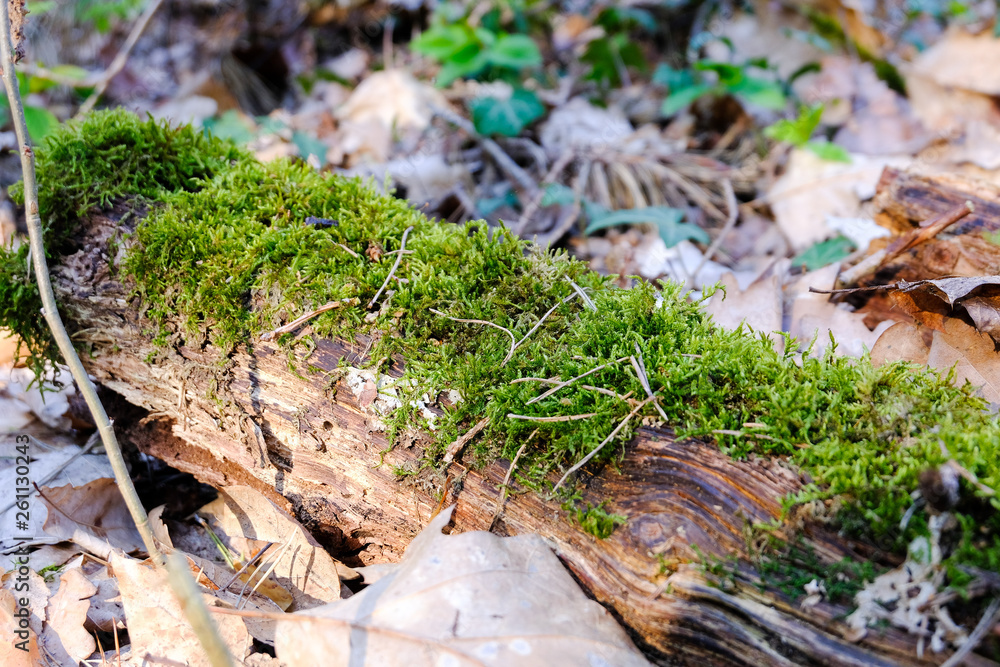 Moss on a tree trunk Moss on a tree trunk