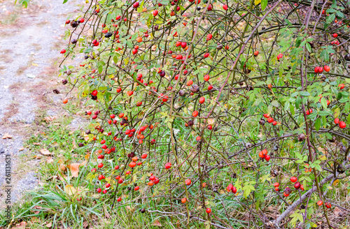 Hips bush with ripe berries. Berries of a dogrose on a bush. Fruits of wild roses. Thorny dogrose. Red rose hips. photo