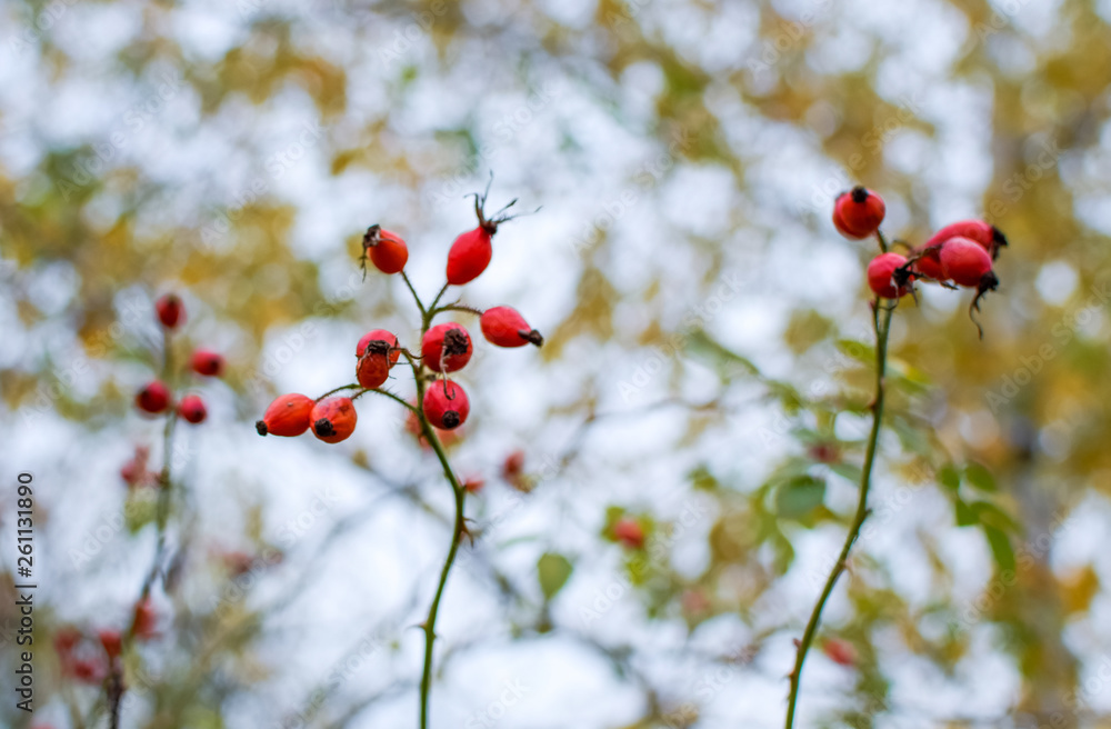 Red ripe briar berries, macro photo. Hips bush with ripe berries. Berries of a dogrose on a bush. Fruits of wild roses. Thorny dogrose. Red rose hips. Red ripe briar berries, macro photo. Hips bush with ripe berries. Berries of a dogrose on a bush. Fruits of wild roses. Thorny dogrose. Red rose hips.