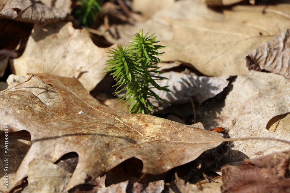 Naklejka premium new growth