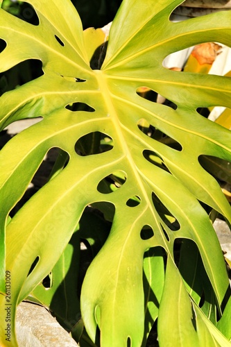 Colorful Monstera Deliciosa in the garden