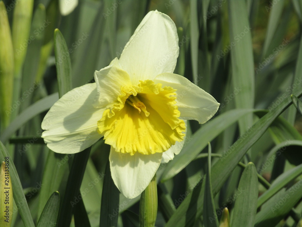 Fototapeta premium yellow daffodil in the garden