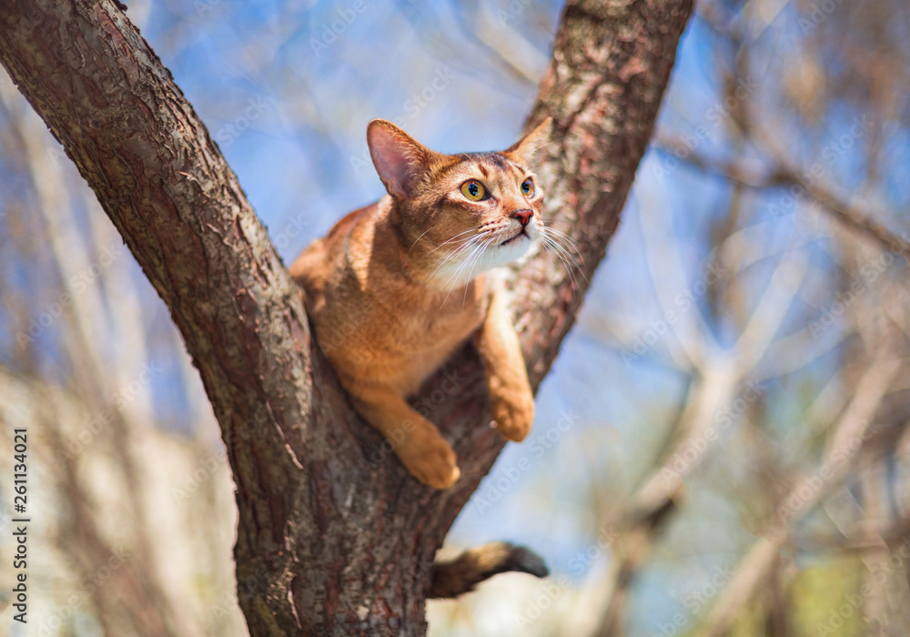 Abyssinian cat sitting on a tree in the sun Abyssinian cat sitting on a tree in the sun