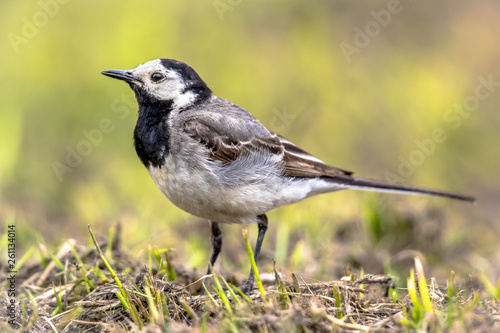 White wagtail in field