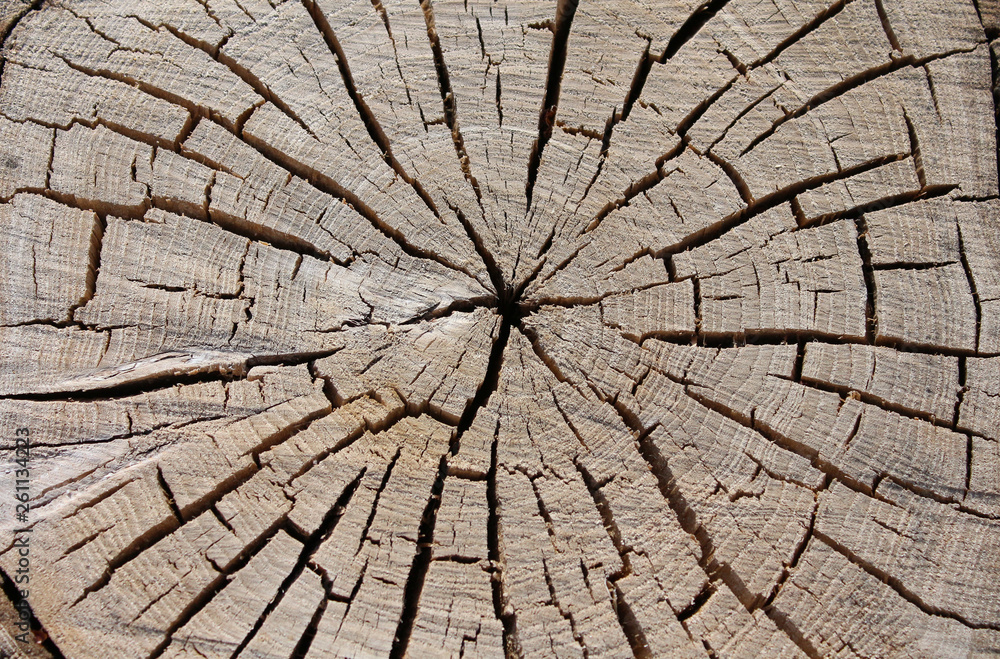 Fototapeta premium cracked old slice of wood