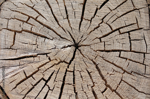 cracked old slice of wood