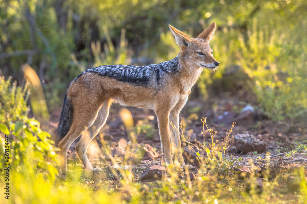 Black backed Jackal Black backed Jackal