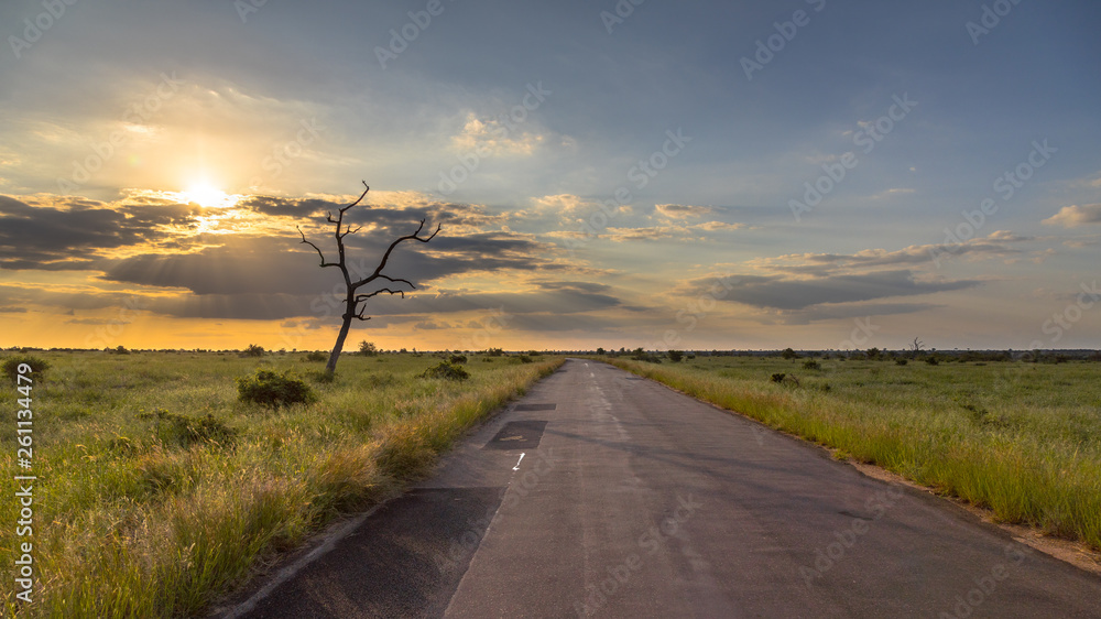 Bitumen road savanna