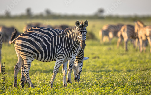 Common Zebras foraging bright colors