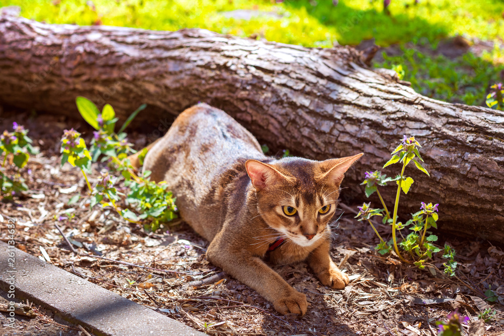 Abyssinian cat sitting on a tree log in the sun Abyssinian cat sitting on a tree log in the sun