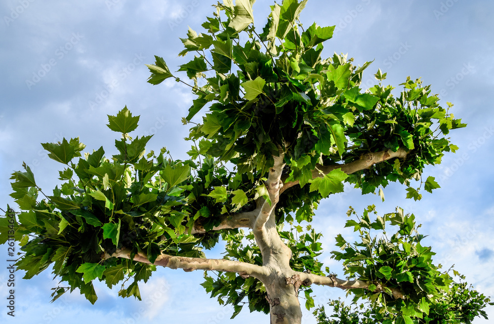 Fototapeta premium Maple tree with green leaves in the city park.