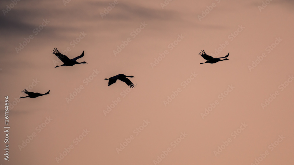 Four Migrating Eurasian Cranes against pink sky