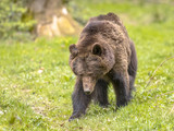 Moving European brown bear