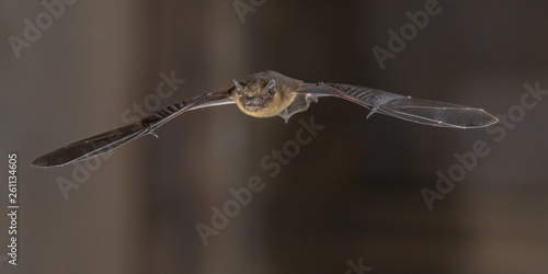 Flying Pipistrelle bat