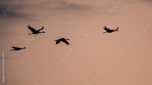 Four Migrating Eurasian Cranes against pink sky