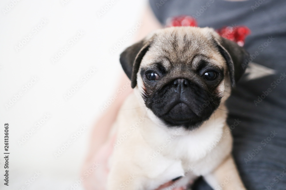 Pug puppy on the hands of a girl woman, light