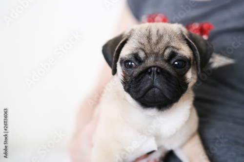 Pug puppy on the hands of a girl woman, light © natalialeb