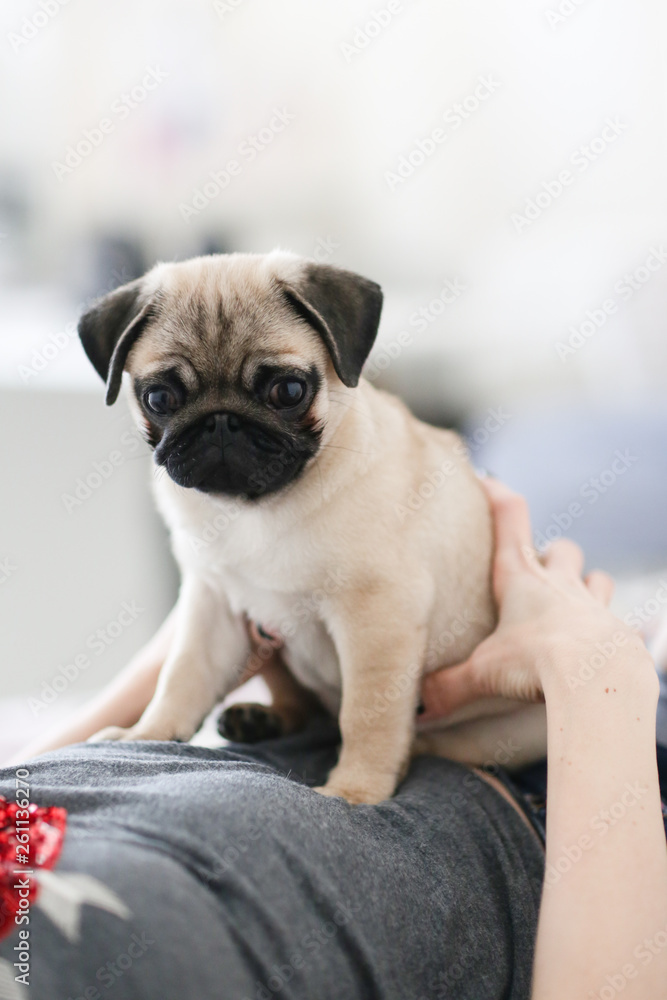 Pug puppy on the hands of a girl woman, light