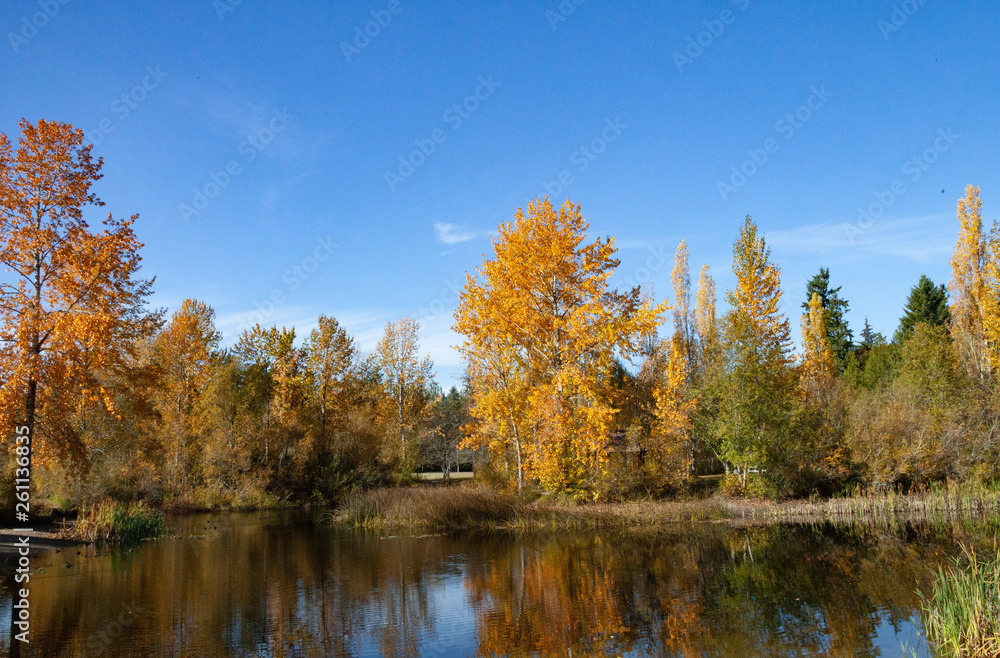 Fall Colors