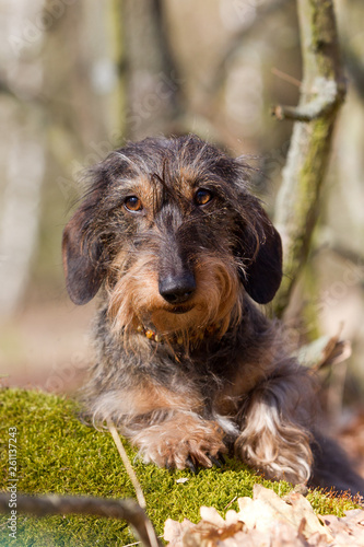 Hund Dackel im Wald photo