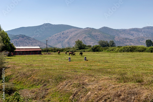 Herd of horses grazing on a mountain meadow  Epirus  Greece 