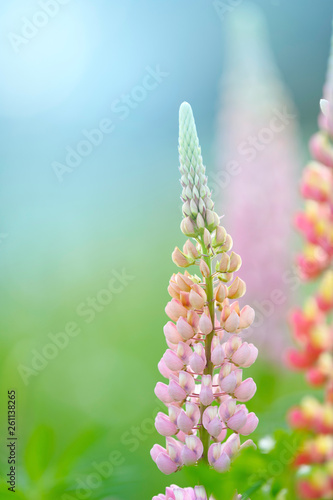Lupine flowers (Russell Hybrid) in the garden.