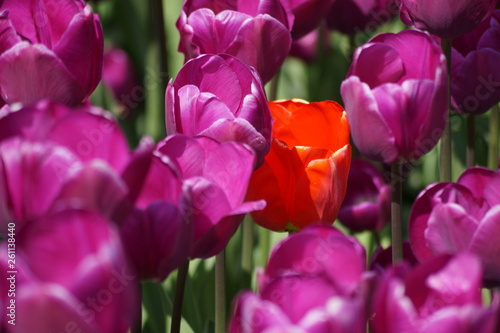 Wiosenne kwiaty © Wargohdenhan