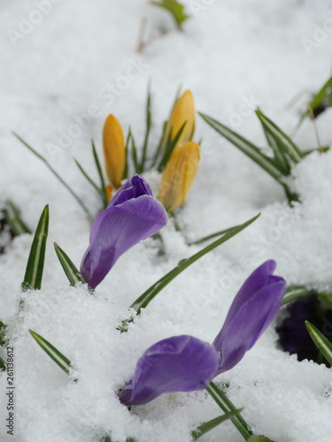 Crocus first spring flowers under white snow