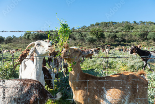 Cabras comiendo hierba photo