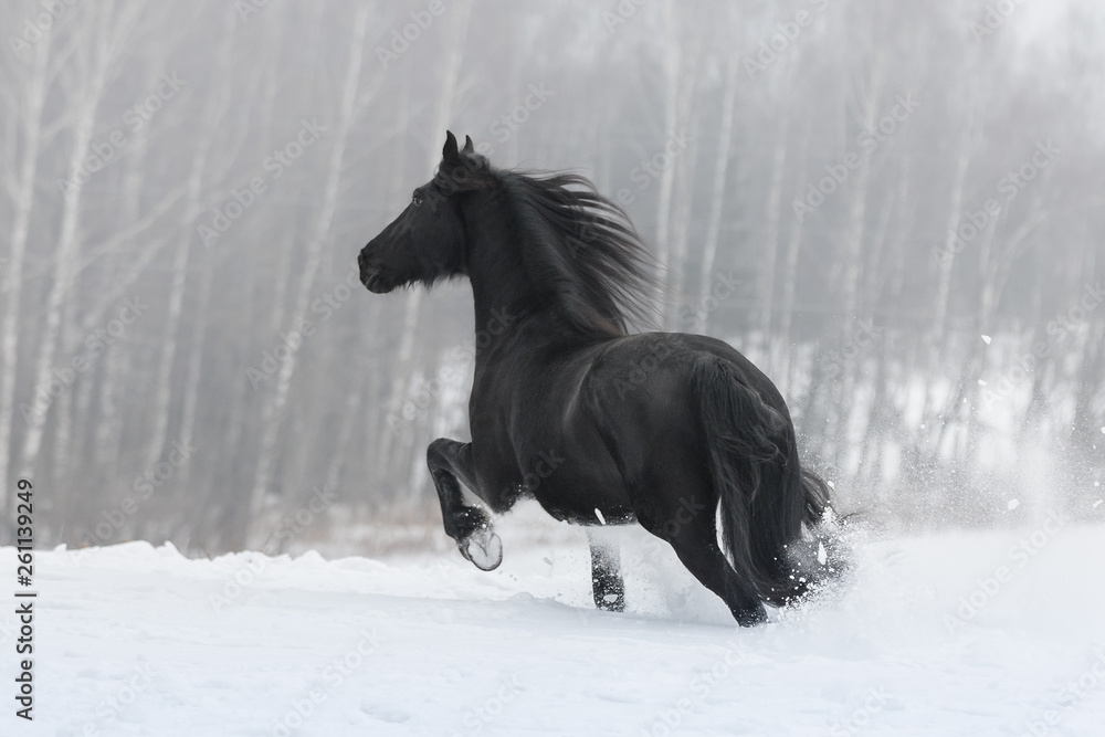 Black friesian horse with the mane flutters on wind running on the snow-covered field in the winter background. Back side view. Black friesian horse with the mane flutters on wind running on the snow-covered field in the winter background. Back side view.