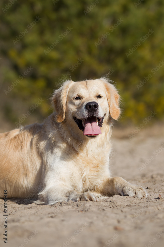 HundGolden Retriever in der Sandkuhle