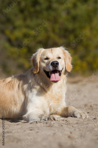 HundGolden Retriever in der Sandkuhle