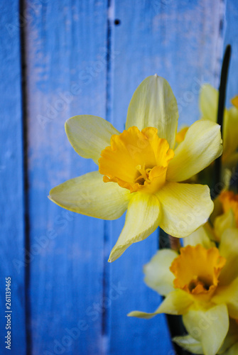 Fototapeta Naklejka Na Ścianę i Meble -  Yellow daffodils on blue wooden background