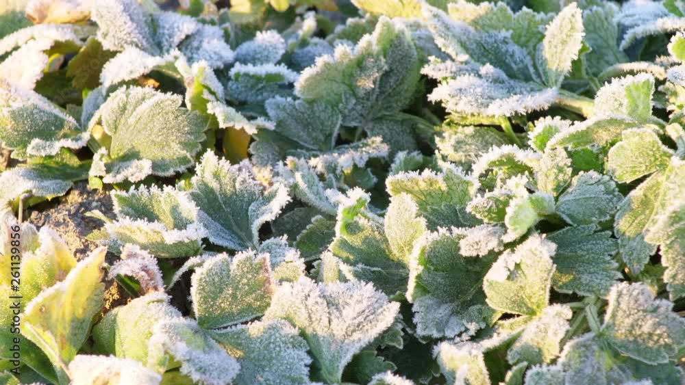 frost on green leaves in the rays of the rising sun frost on green leaves in the rays of the rising sun