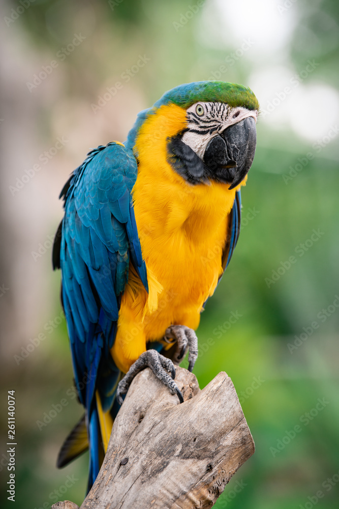Portrait of a Blue and Yellow Macaw